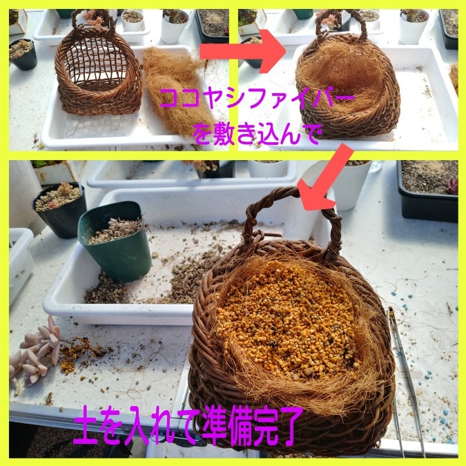 🌱多肉倶楽部🌵🤗　多肉寄せ植え2024.3.16 製作😊②