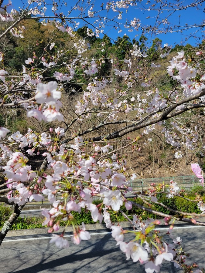 桜　咲きました