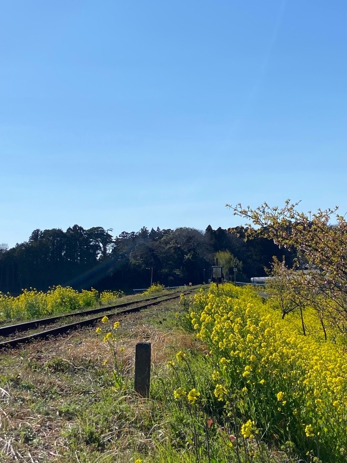 千葉県　いすみ鉄道の春は菜の花色と桜色