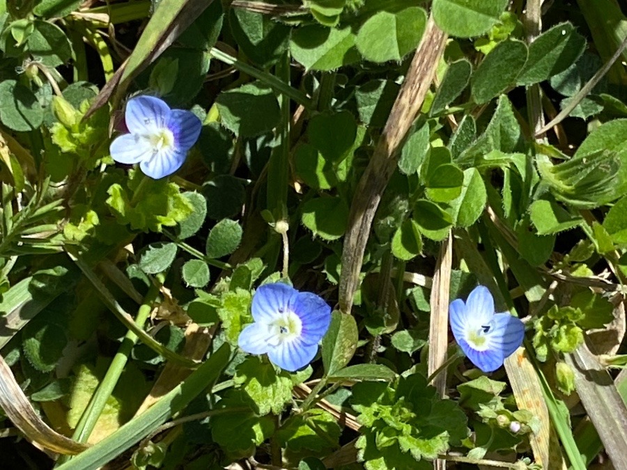 青い雑草の花