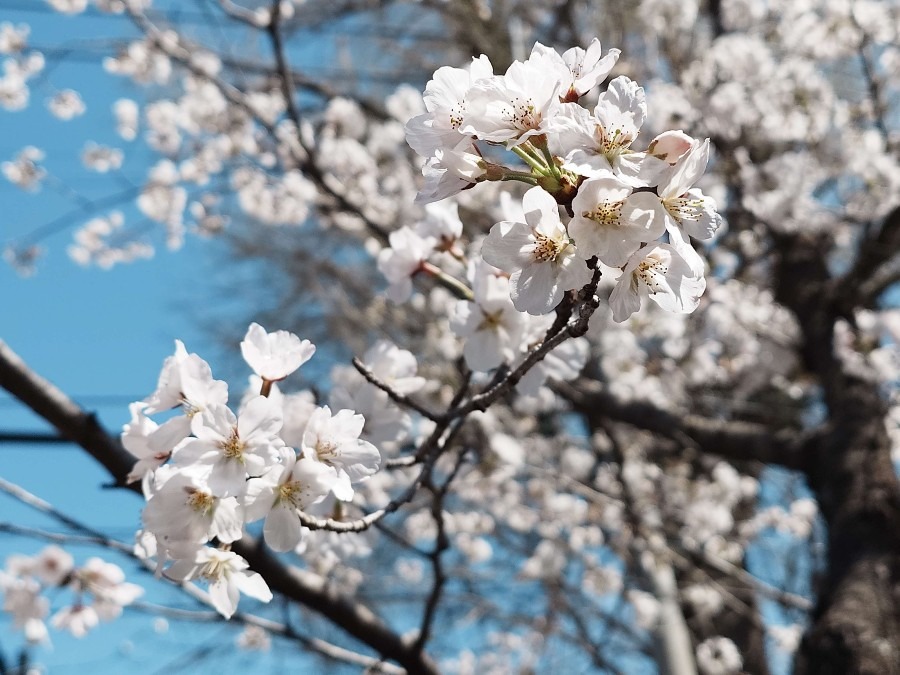 熊本城の桜