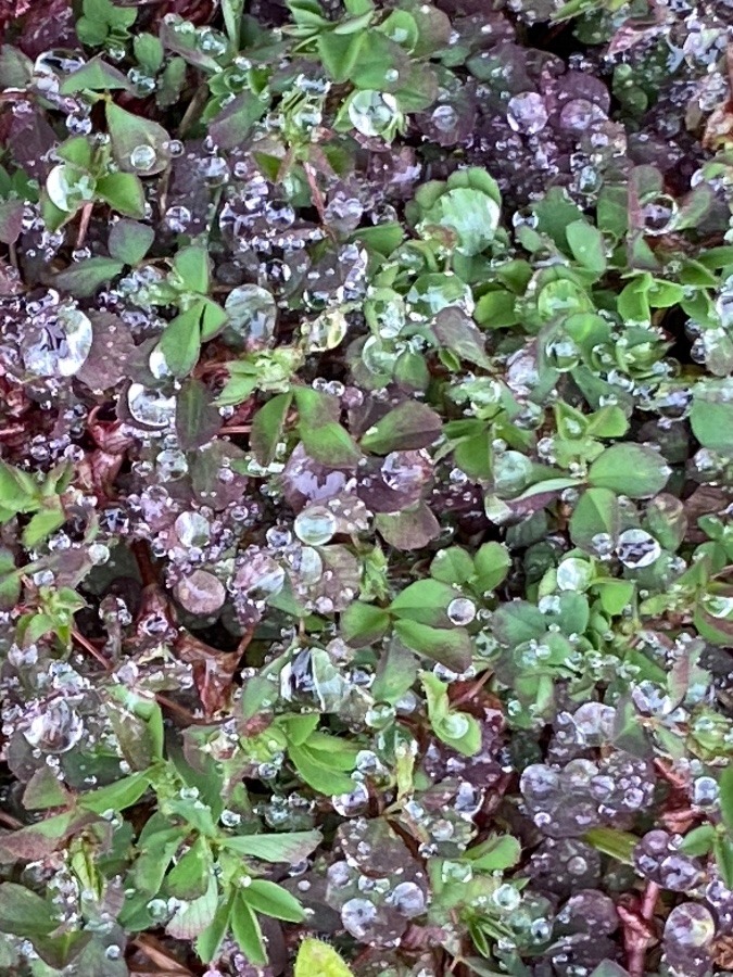 葉なのか、花なのか水玉なのか