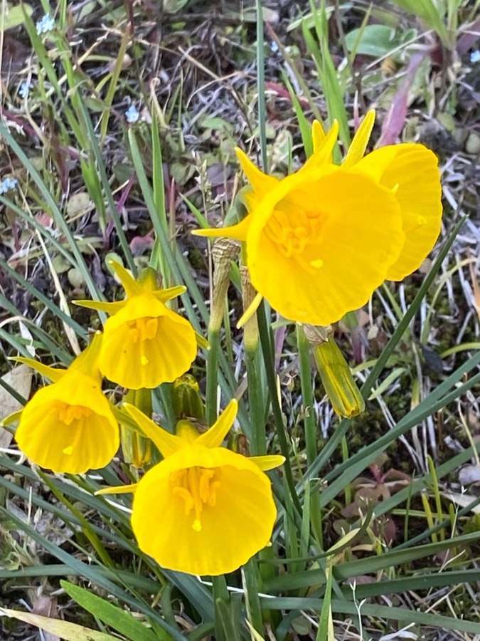 春は黄色　この花は、、、