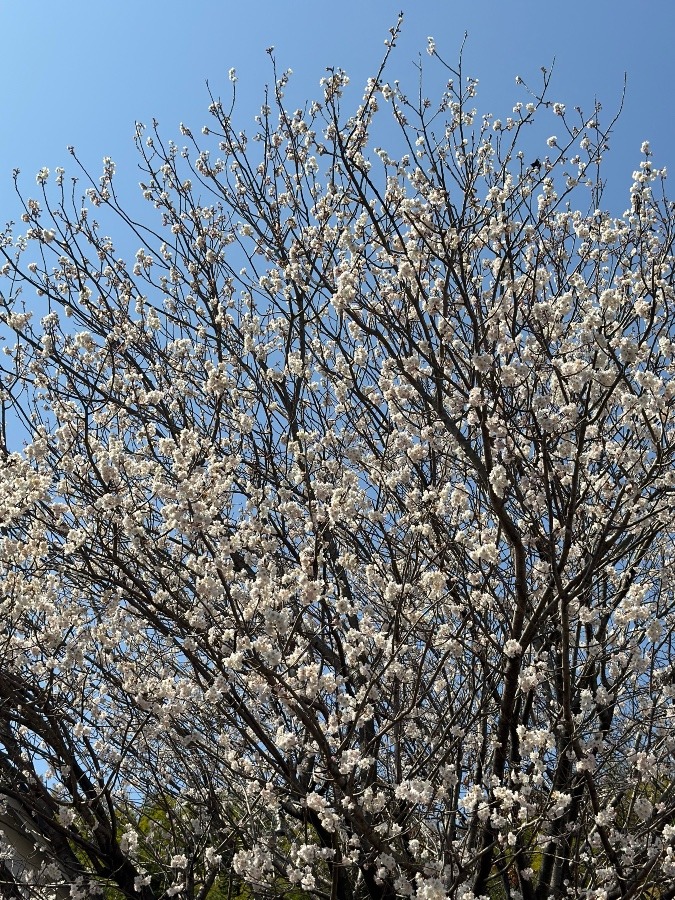 さくらんぼの桜🍒