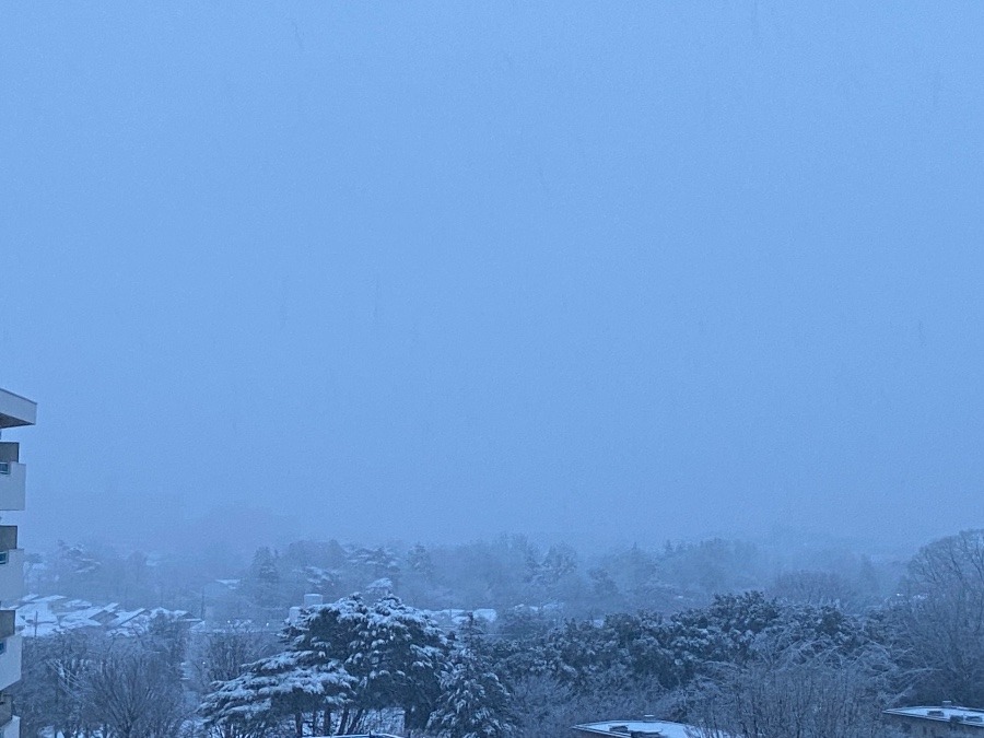 目覚めれば雪　自然とは不思議なもの