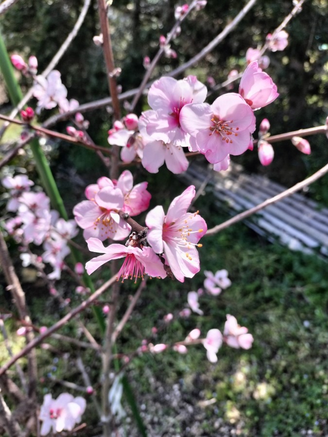 アーモンドの花が咲きました