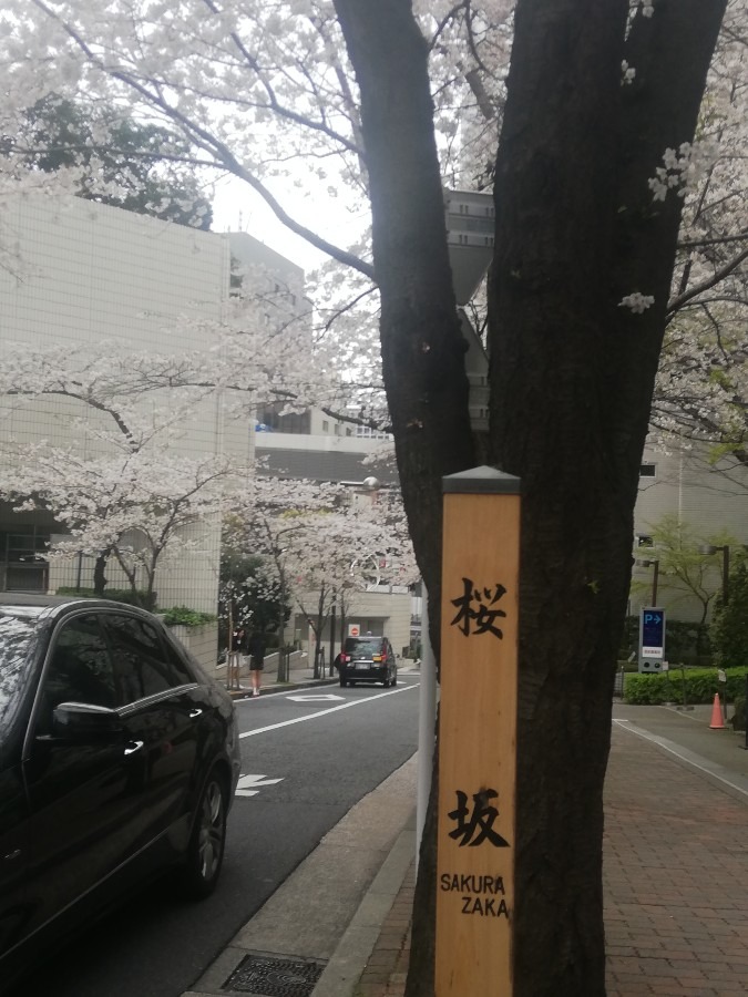 桜坂