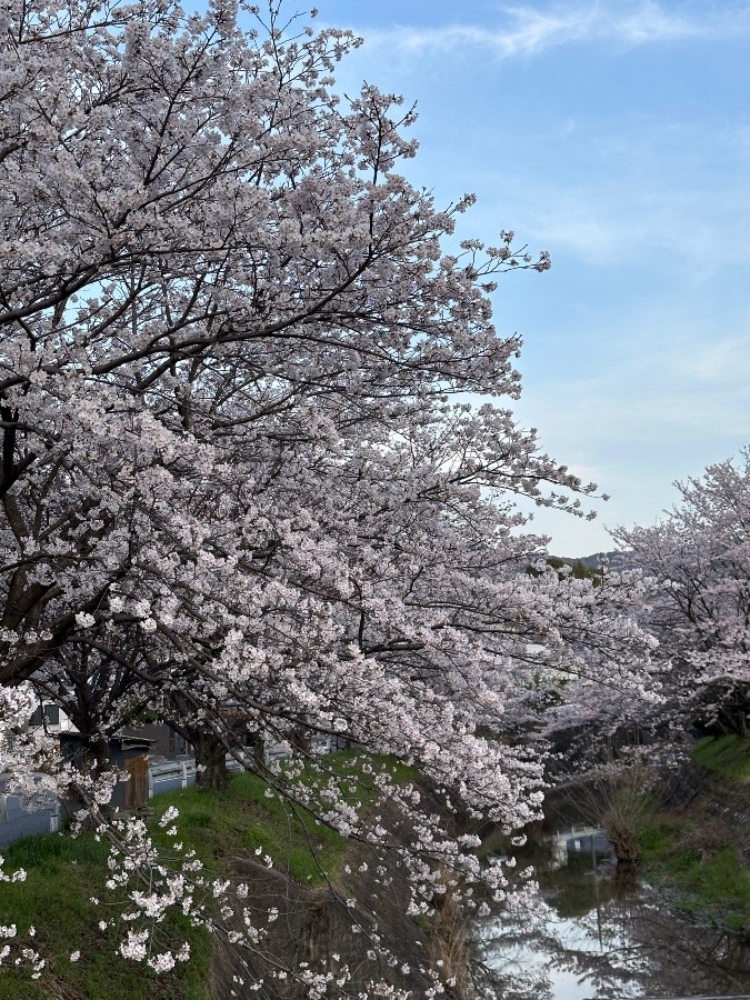 満開の桜🌸