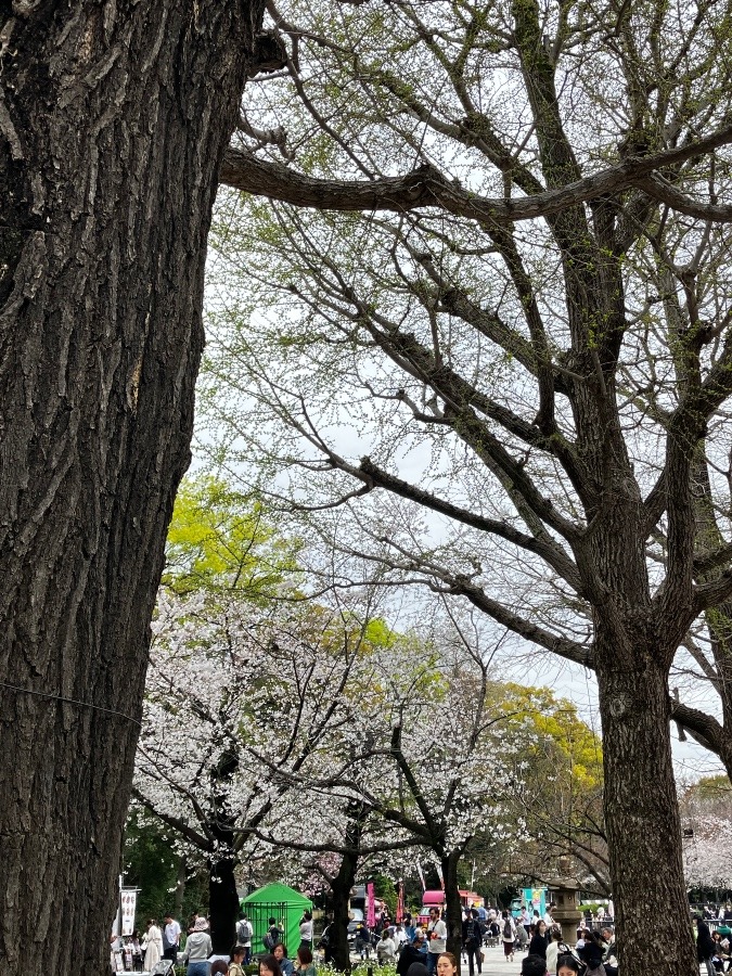 靖国神社の桜1
