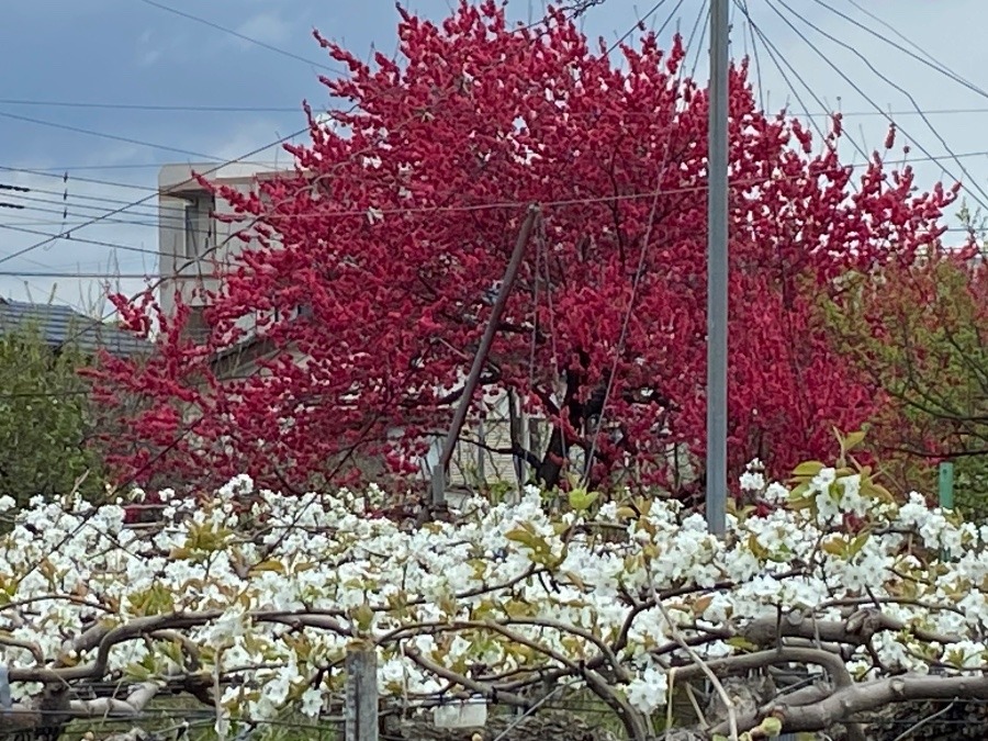 梨畑の白い梨の花