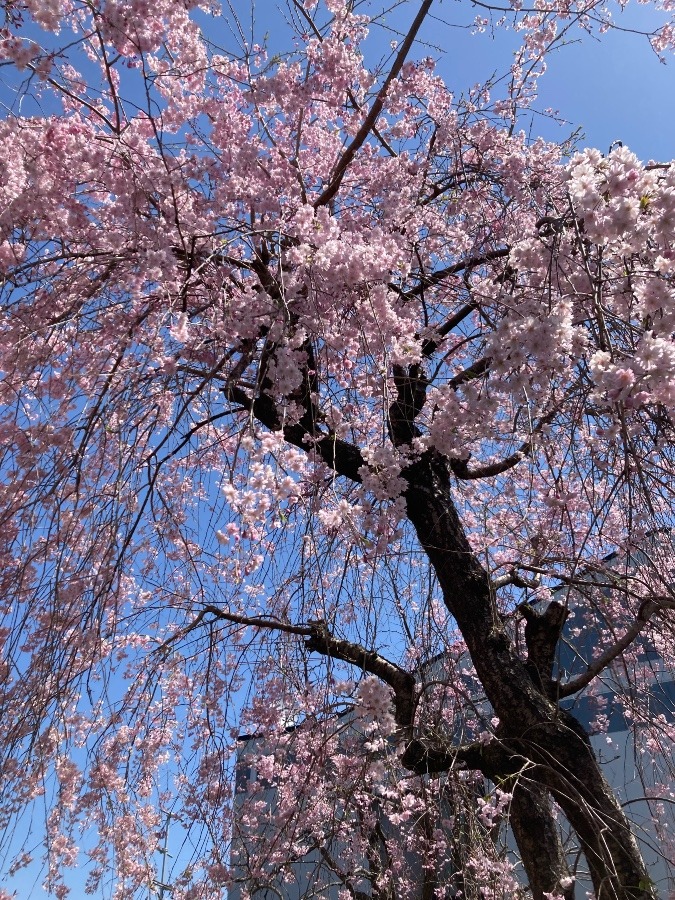 枝垂れ桜🌸