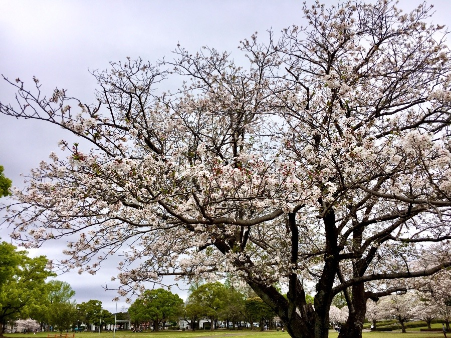 ⭕️ 久しぶりの、花見🌸(^O^)