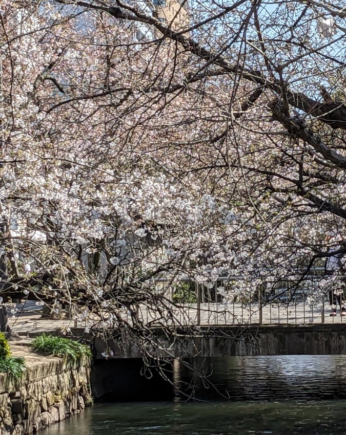 西川緑道公園の桜2024
