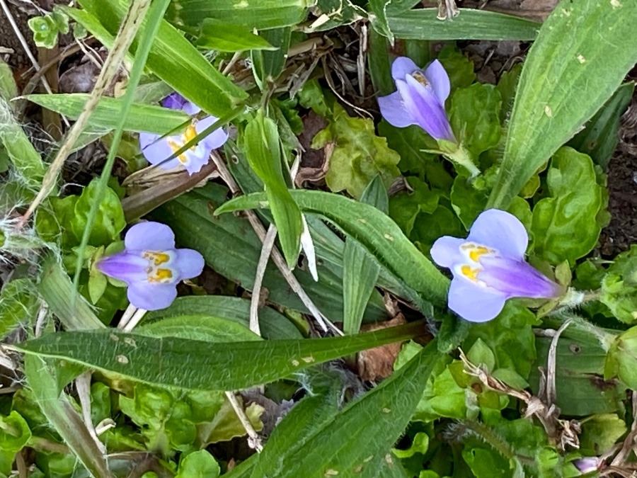 駅までの道筋の芝生たちの中に咲くすみれ