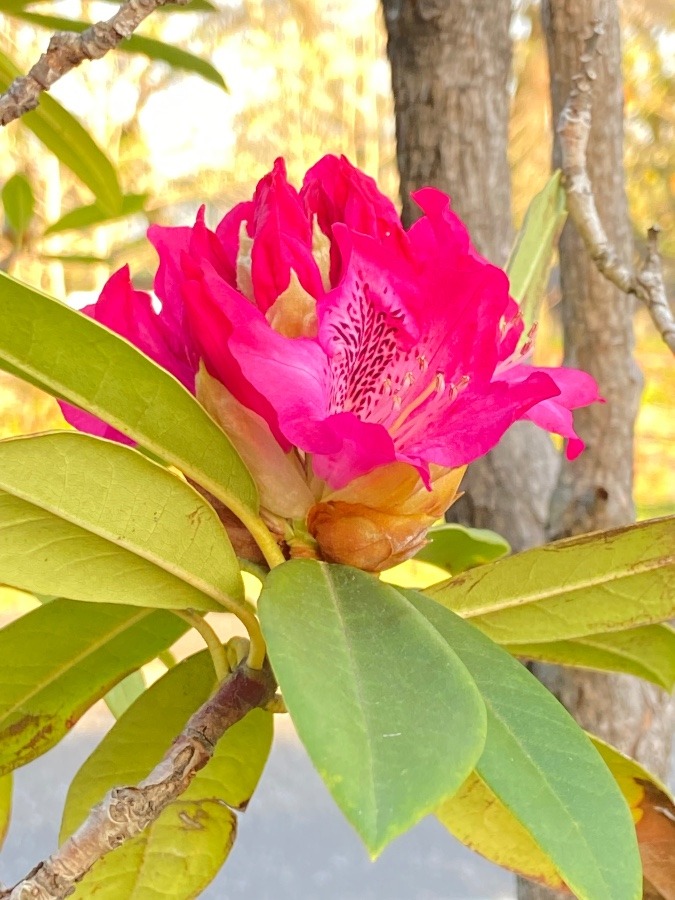 鮮やかな花