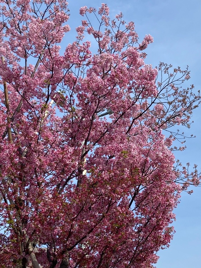 駅前のロータリーに咲く桜　ヨウコウ