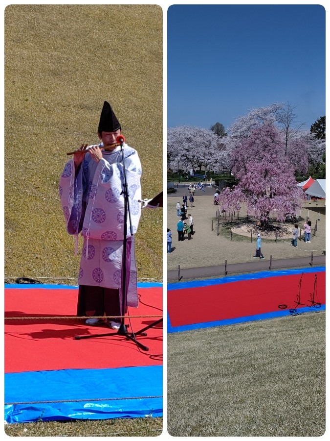 霞城公園観桜会🎶