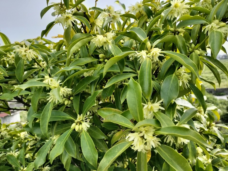 ハナシバの花が満開