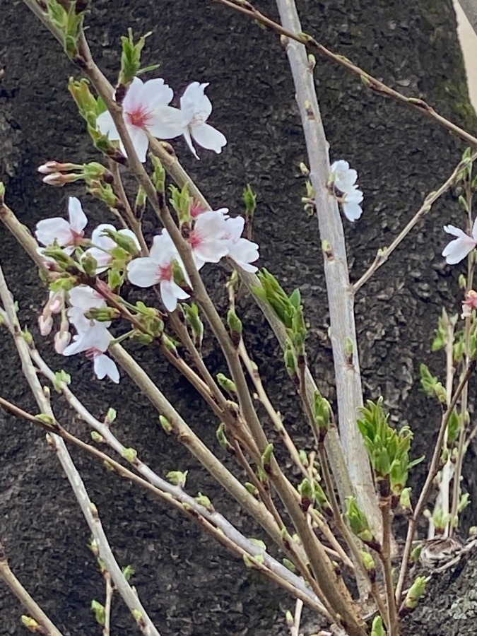 春　桜