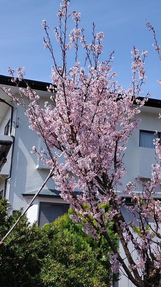 啓翁桜 満開～🌸🌸🌸