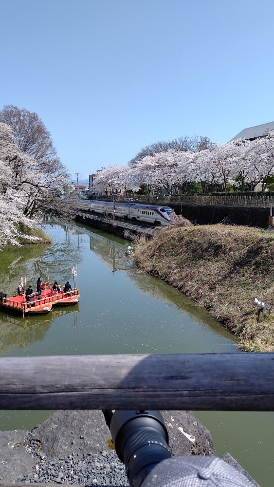 霞城公園観桜会🌸🌸🌸