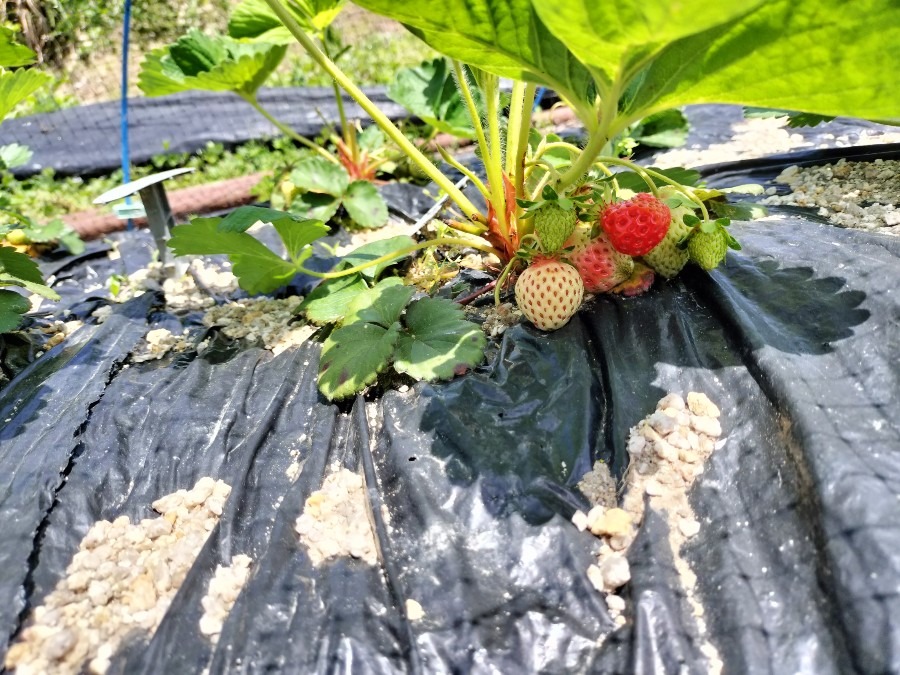 白いイチゴ🍓の苗を貰ったんだけど…