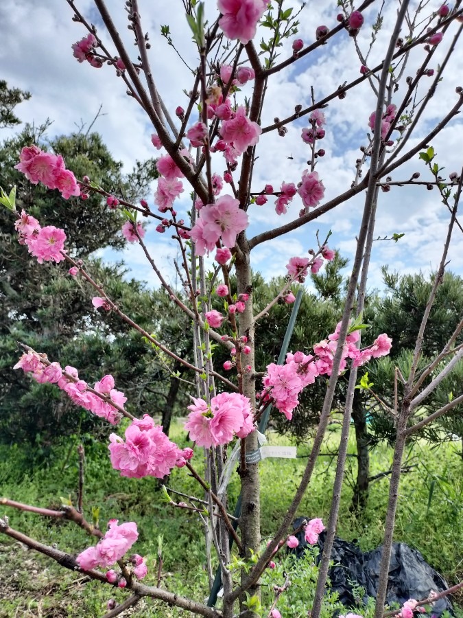 桃の花が満開