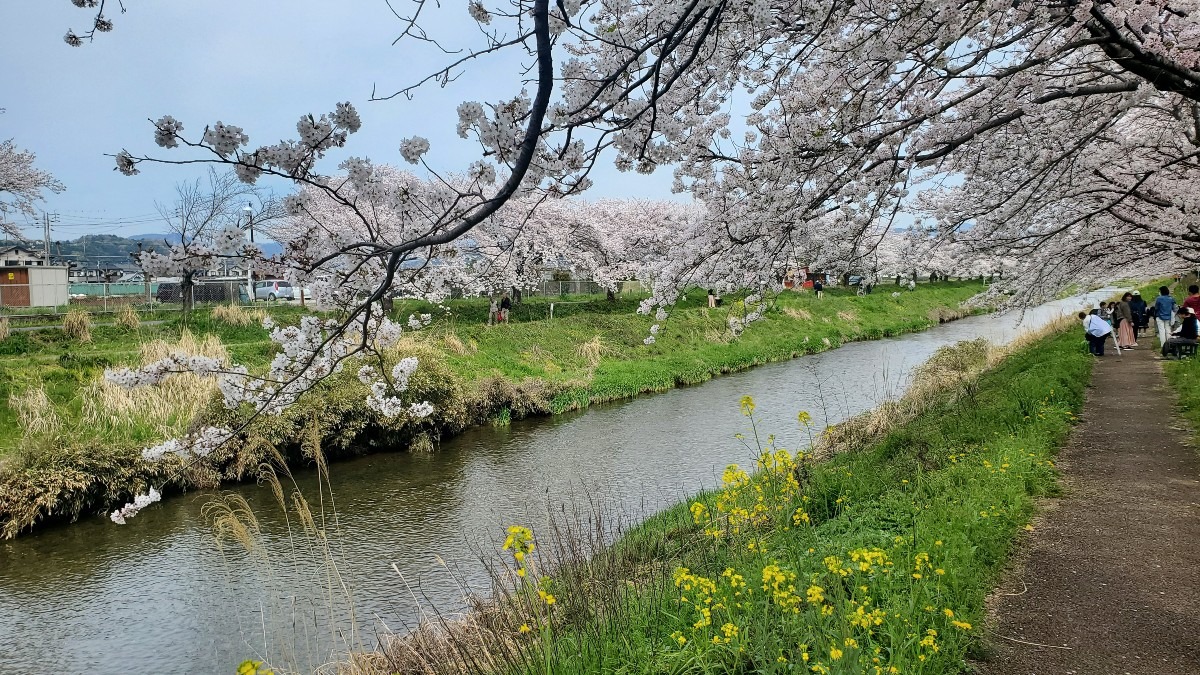 今年も満開の桜を堪能しました🌸本当の春が来る～😍
