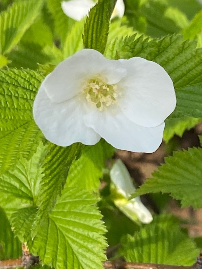 春に咲く花　白山吹の花かな〜