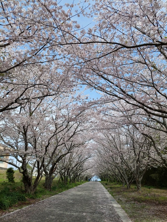 満開の桜