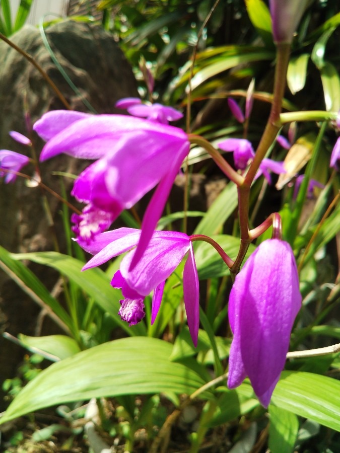 お花！