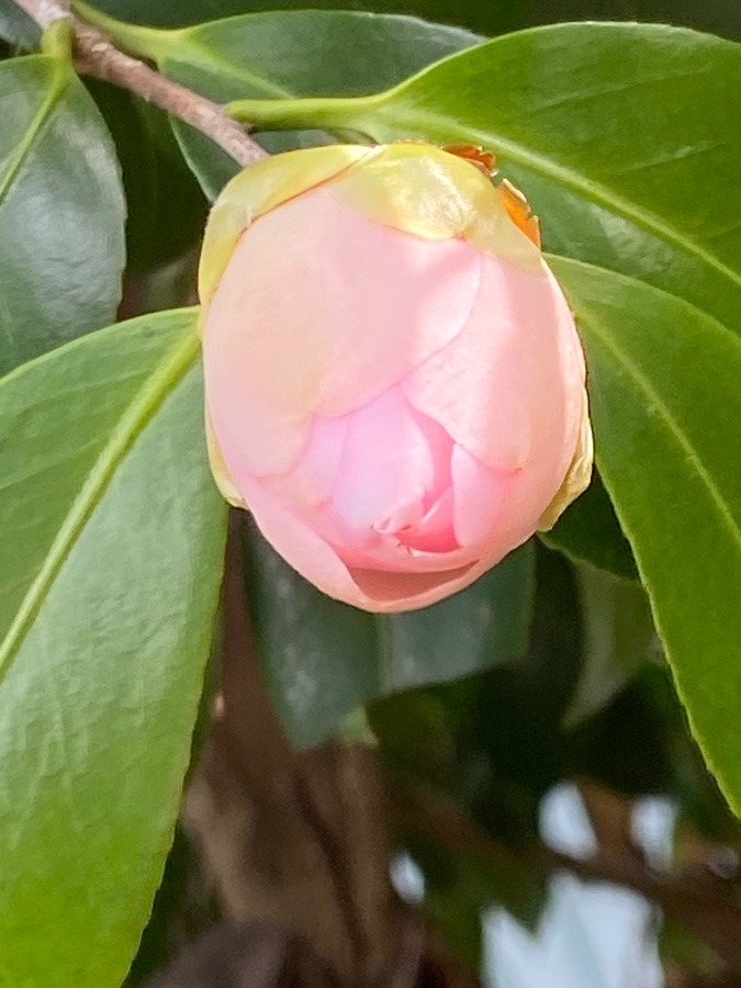 春の花たち　椿