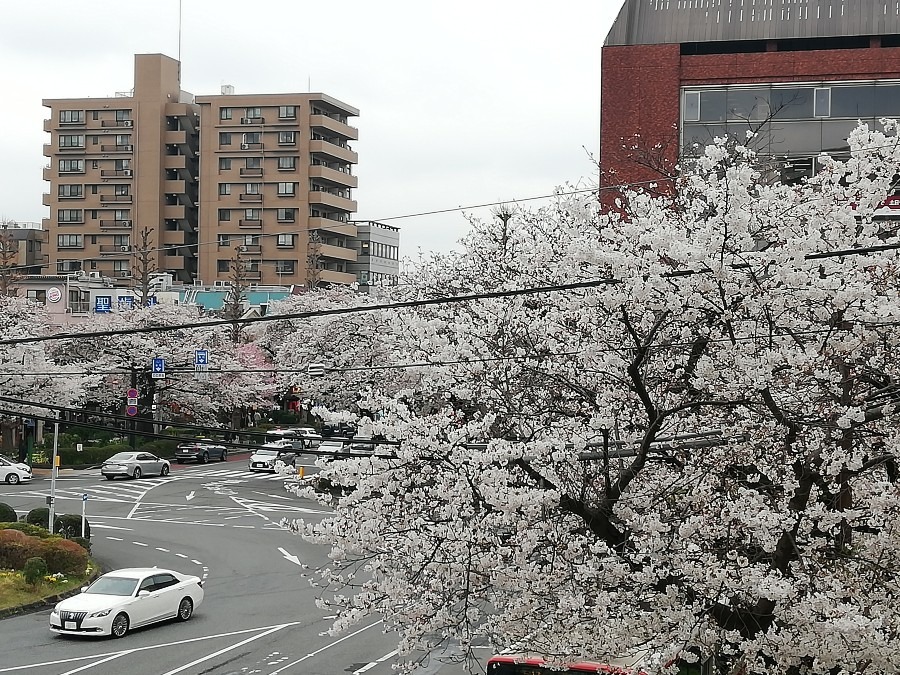 桜　満開