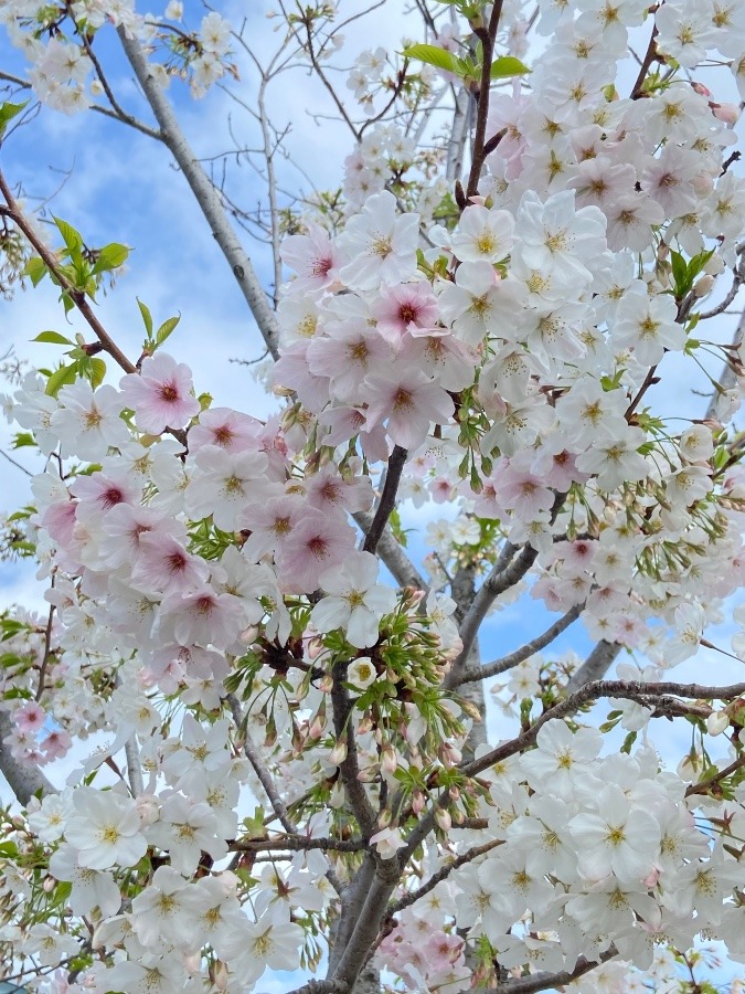日立の桜まつり