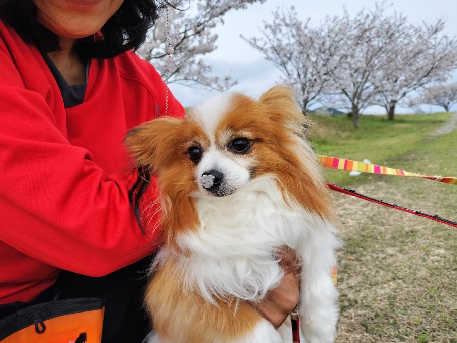 チョコの鼻に付いた桜の花びら（笑）