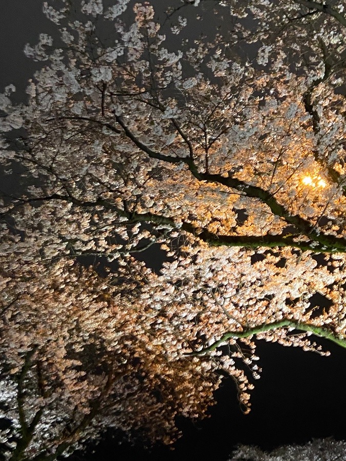 日立桜まつりの夜桜