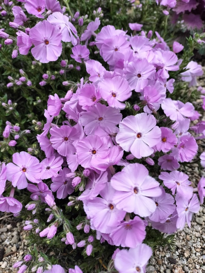 500円玉の大きさの芝桜