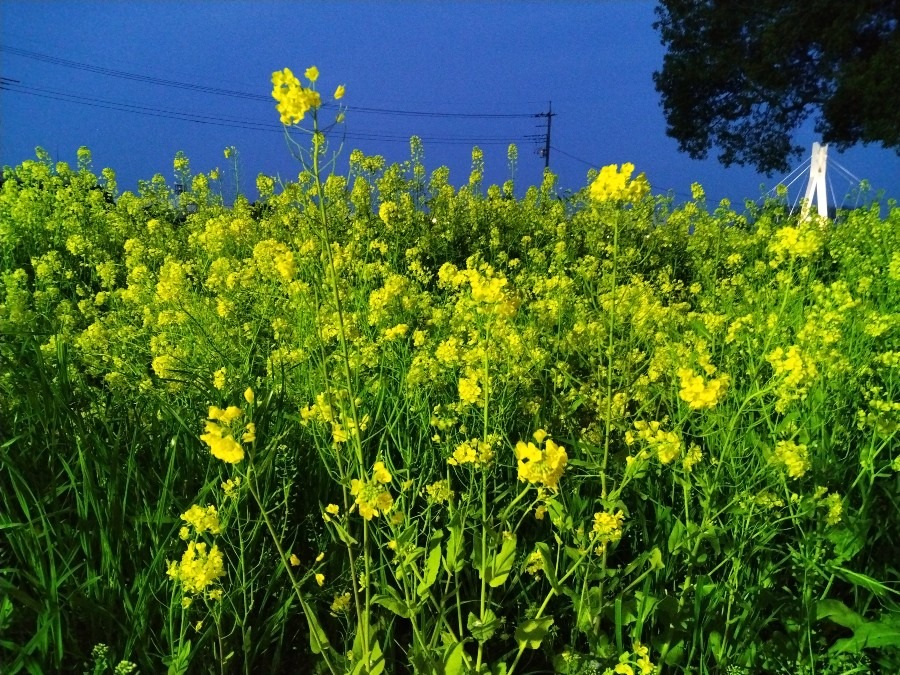 お花！