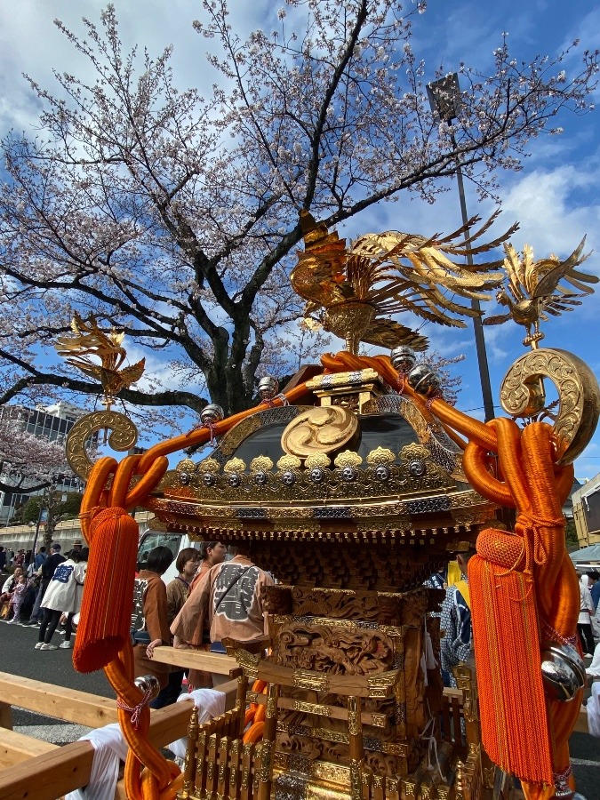 日立桜まつりのお神輿