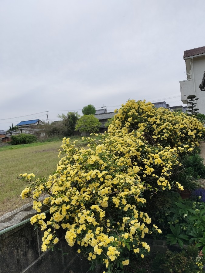 モッコウバラが満開です