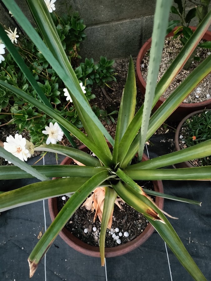 3年目のパイナップル🍍