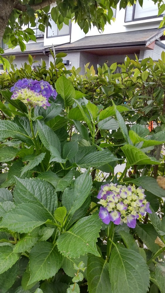 我が家の紫陽花
