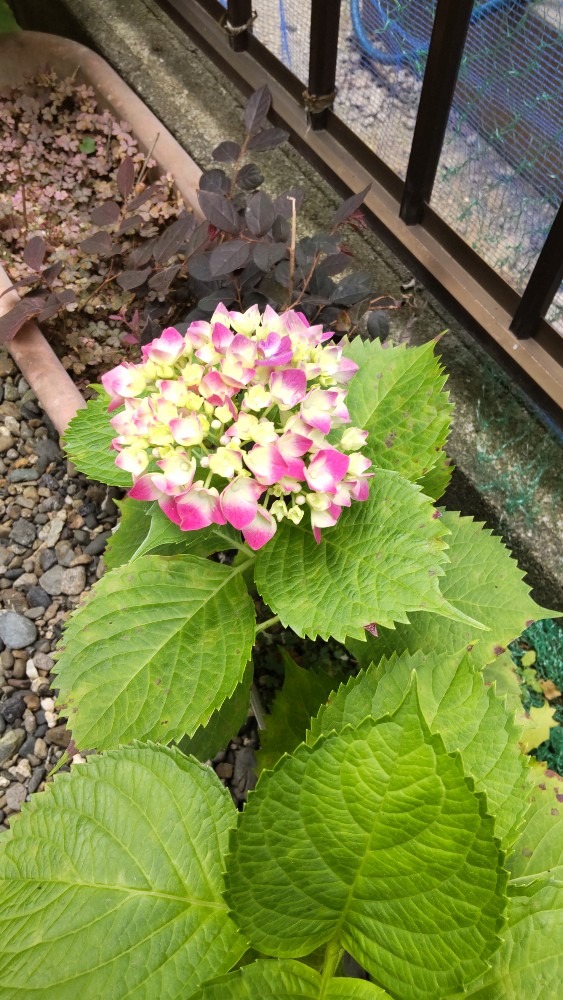 挿し芽で咲いた紫陽花