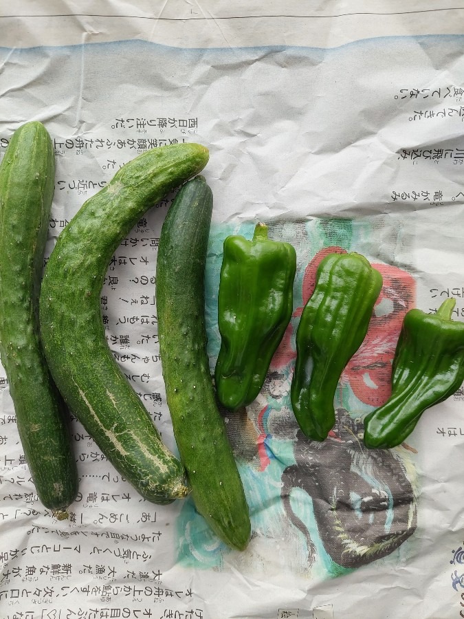 取れたて野菜頂きました