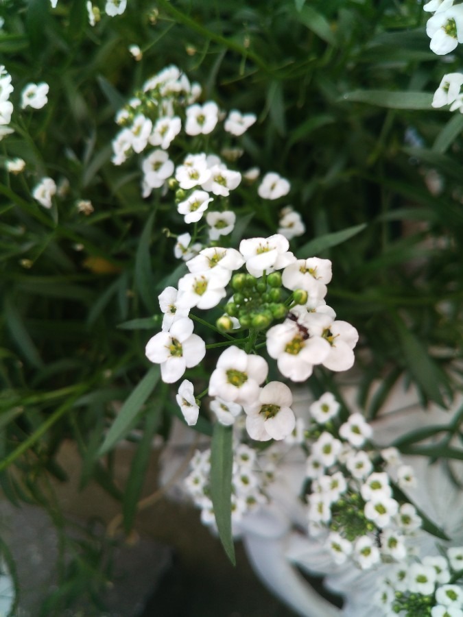 お花！