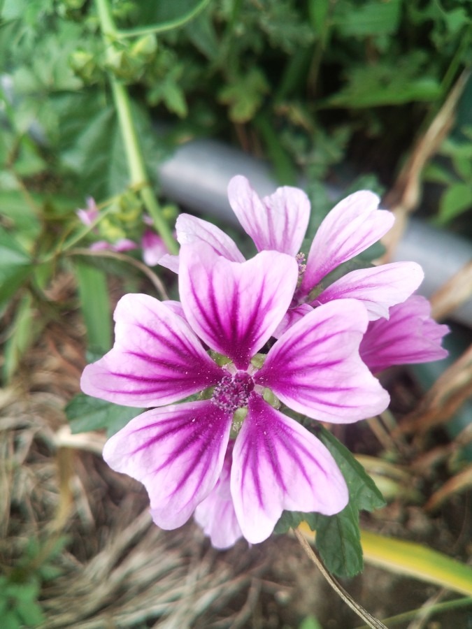 お花！