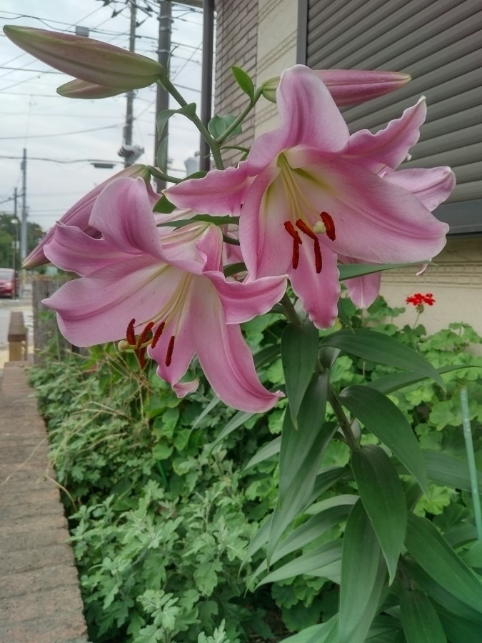お花！