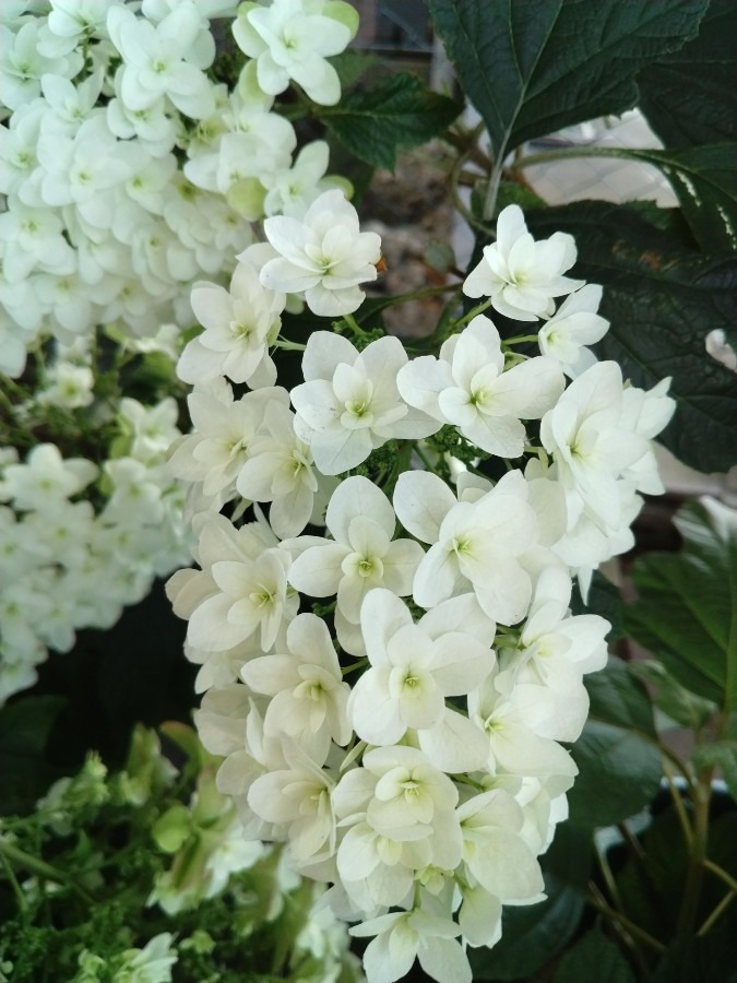お花！