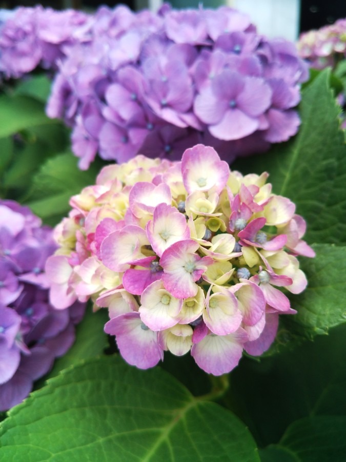 お花！