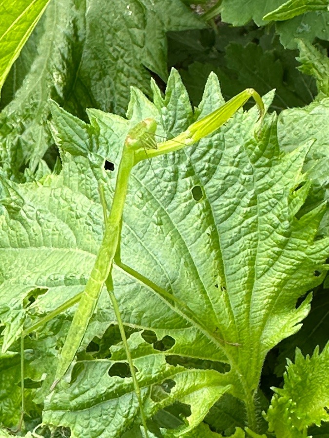 カマキリみっけ！